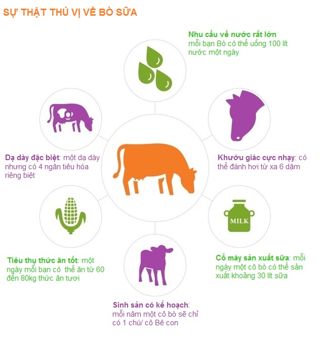 Sự thật thú vị về Bò sữa